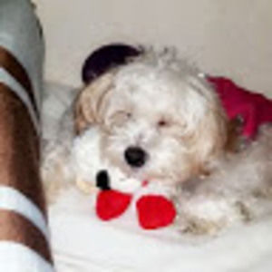 Meet your Posher, Arisha